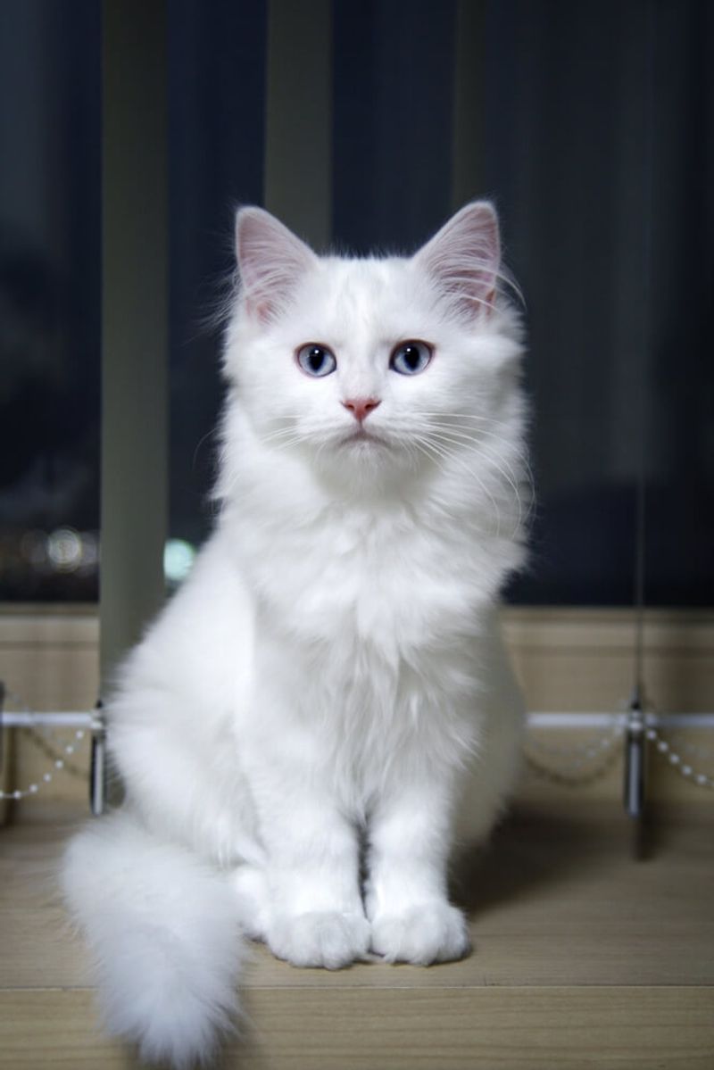 Turkish Angora
