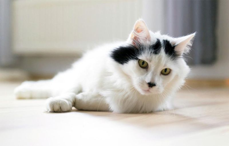 Turkish Angora