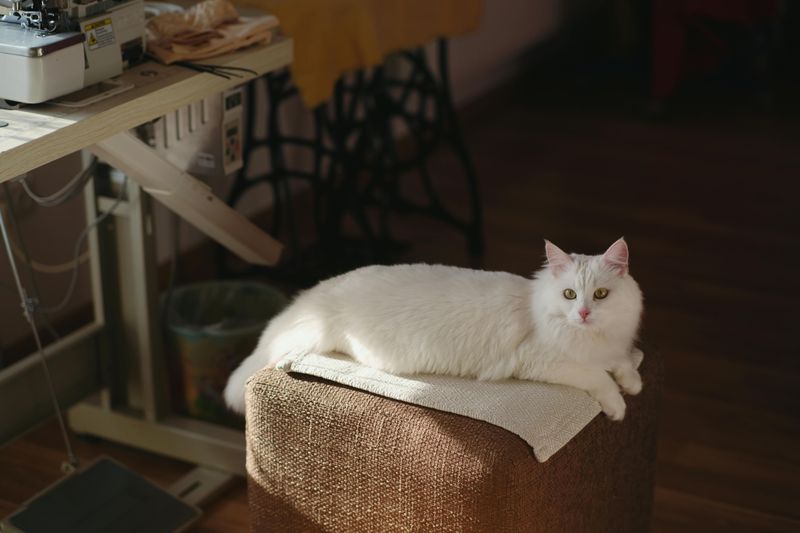 Turkish Angora