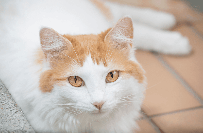 Turkish Van