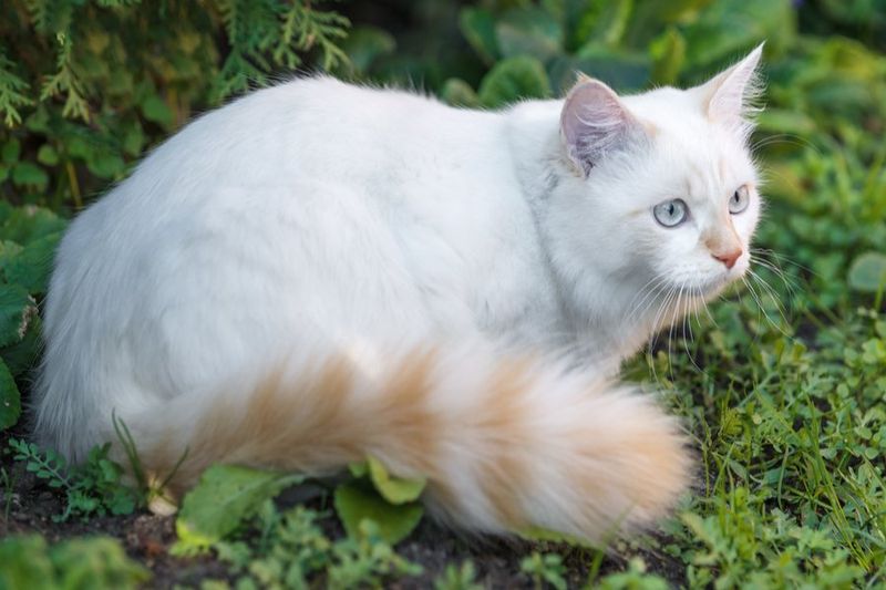 Turkish Van