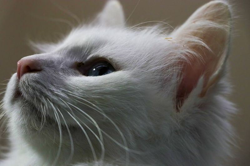Turkish Van