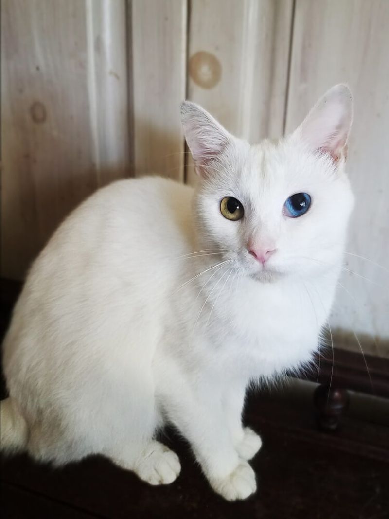Turkish Van