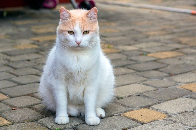 Turkish Van
