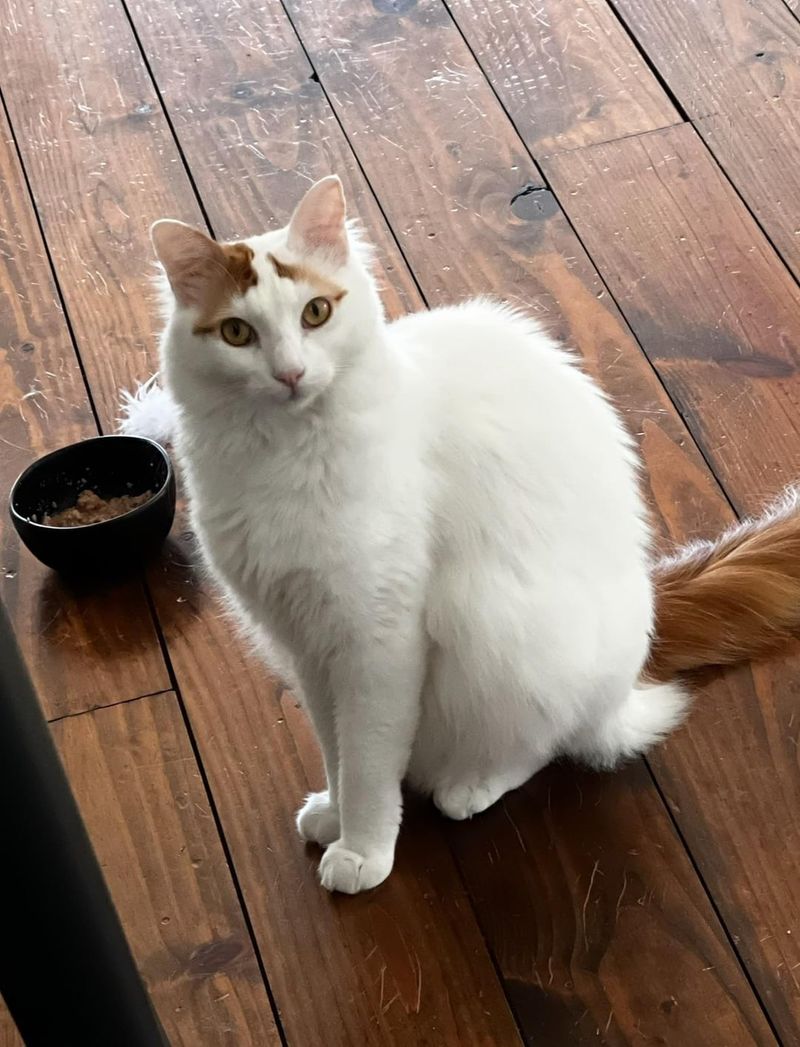 Turkish Van