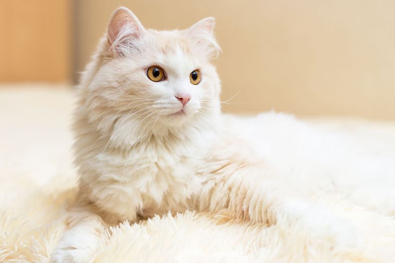Turkish Van