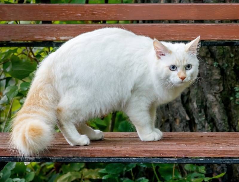 Turkish Van
