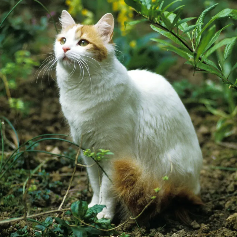 Turkish Van