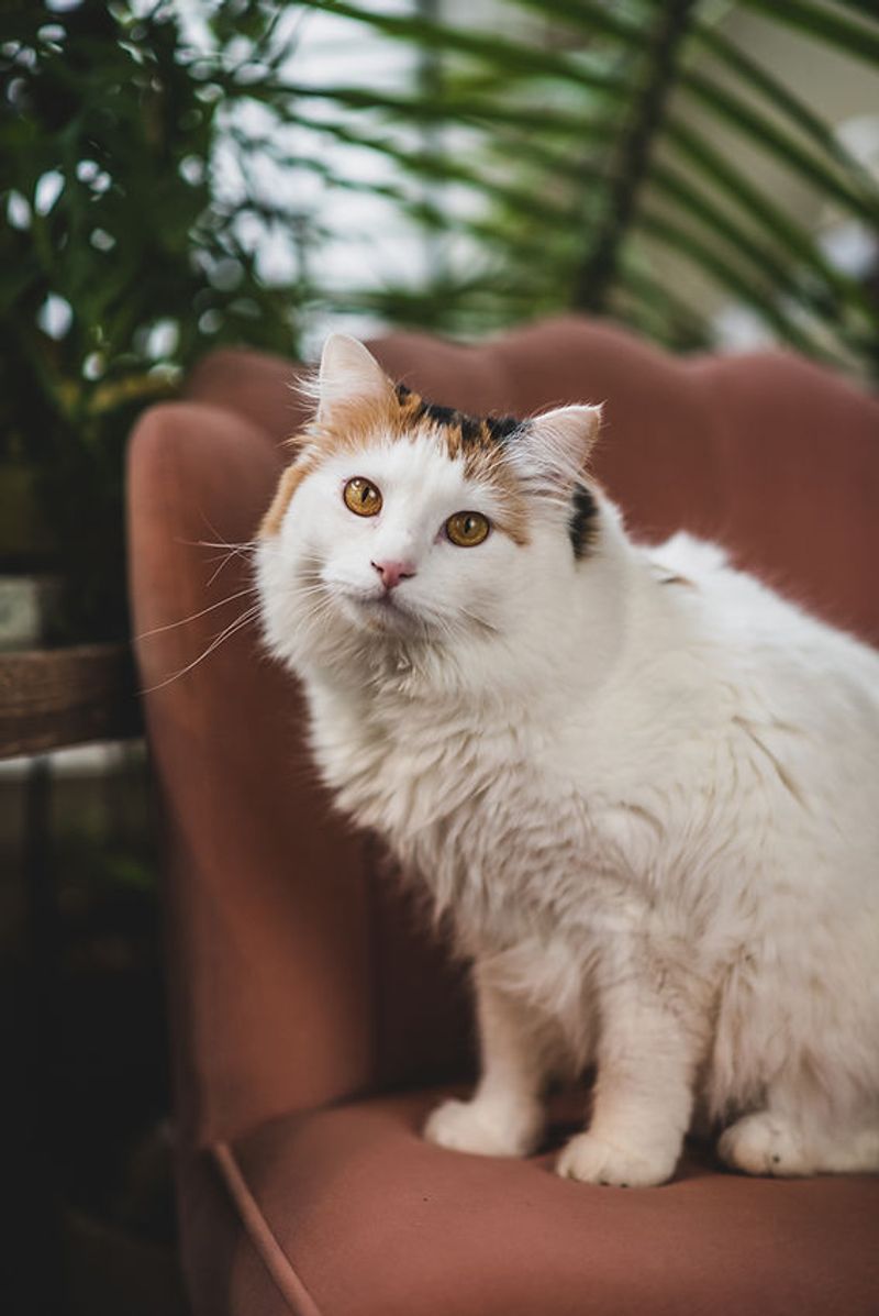 Turkish Van
