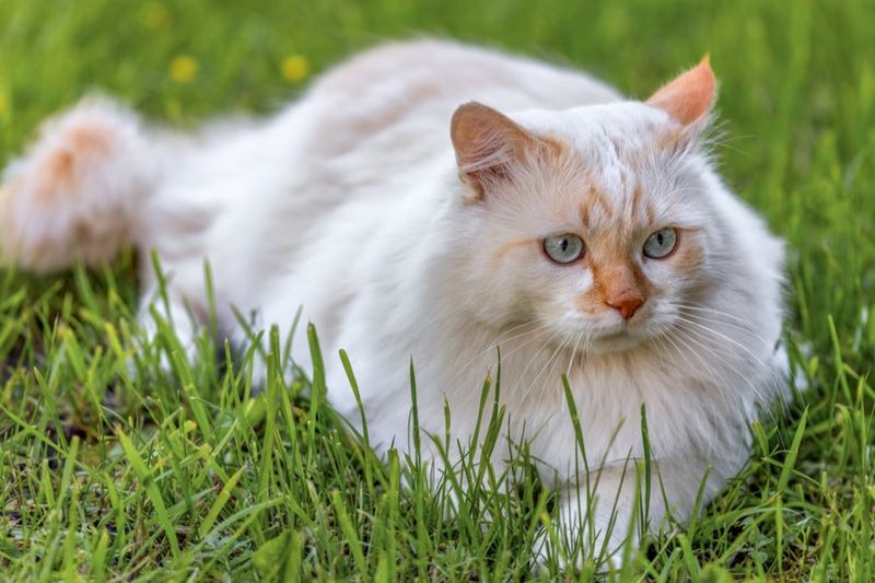 Turkish Van