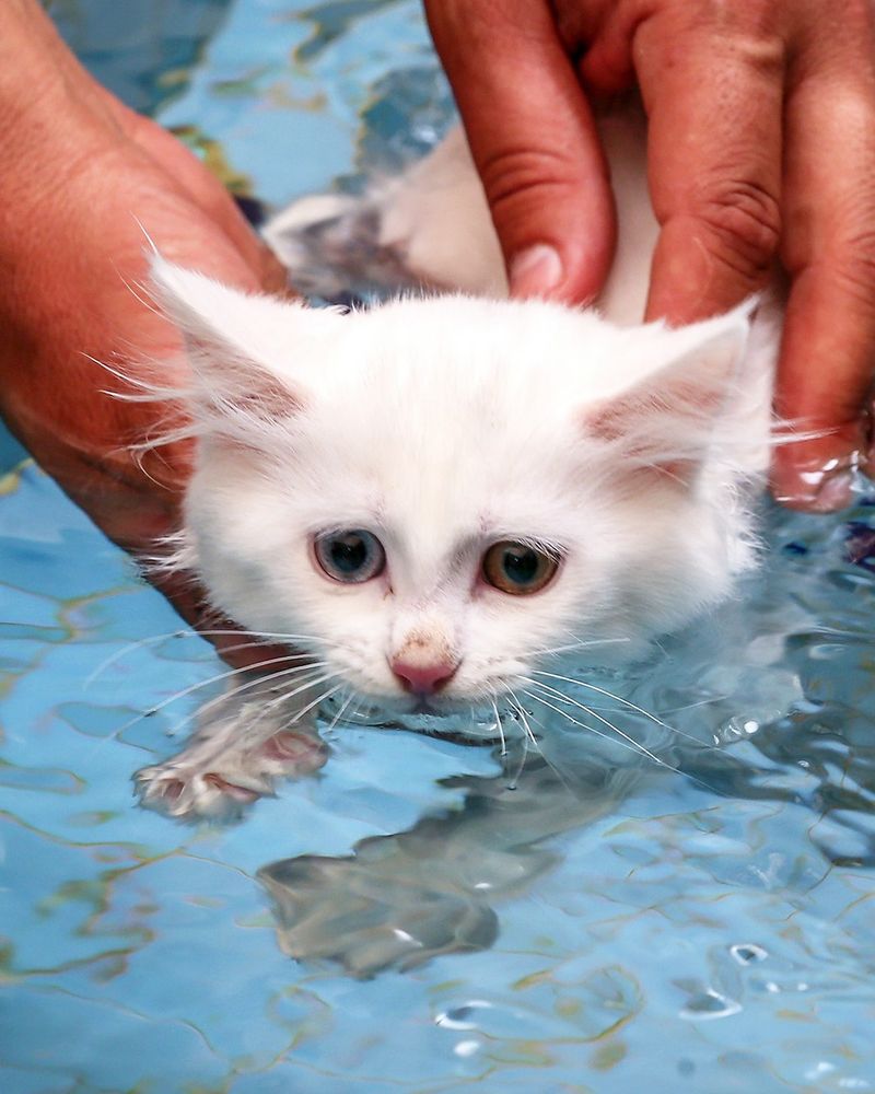 Turkish Van