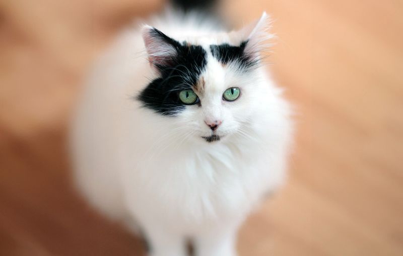 Turkish Van