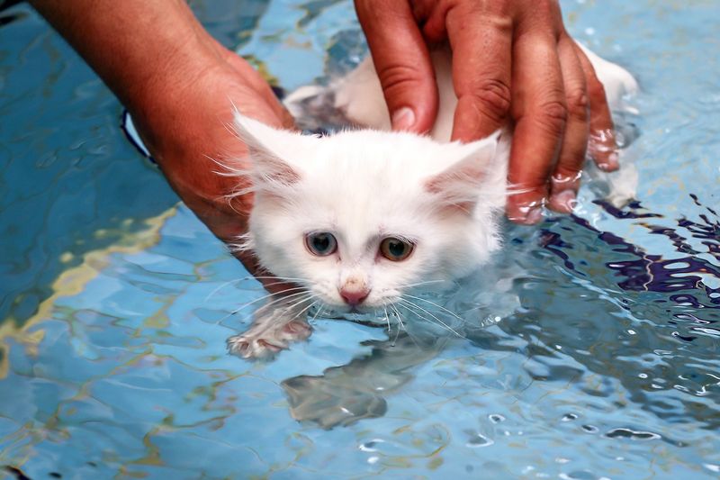 Turkish Van