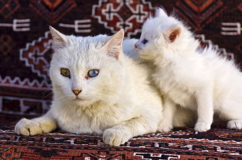Turkish Van
