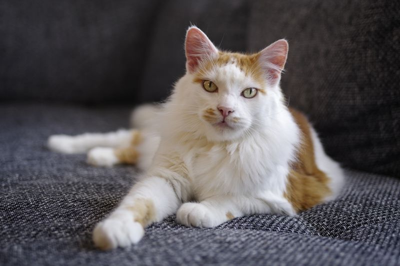 Turkish Van Cats: Aquatic Hunters with Remarkable Agility