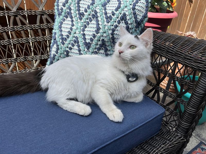 Turkish Van Sharers