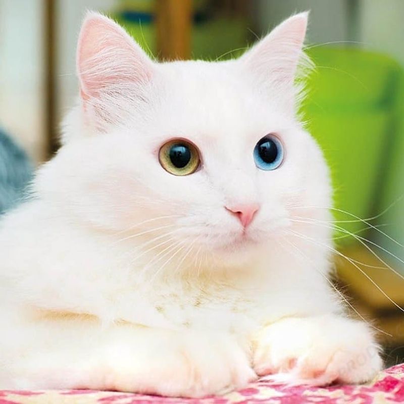 Turkish Van: Swimmers with Sturdy Stomachs