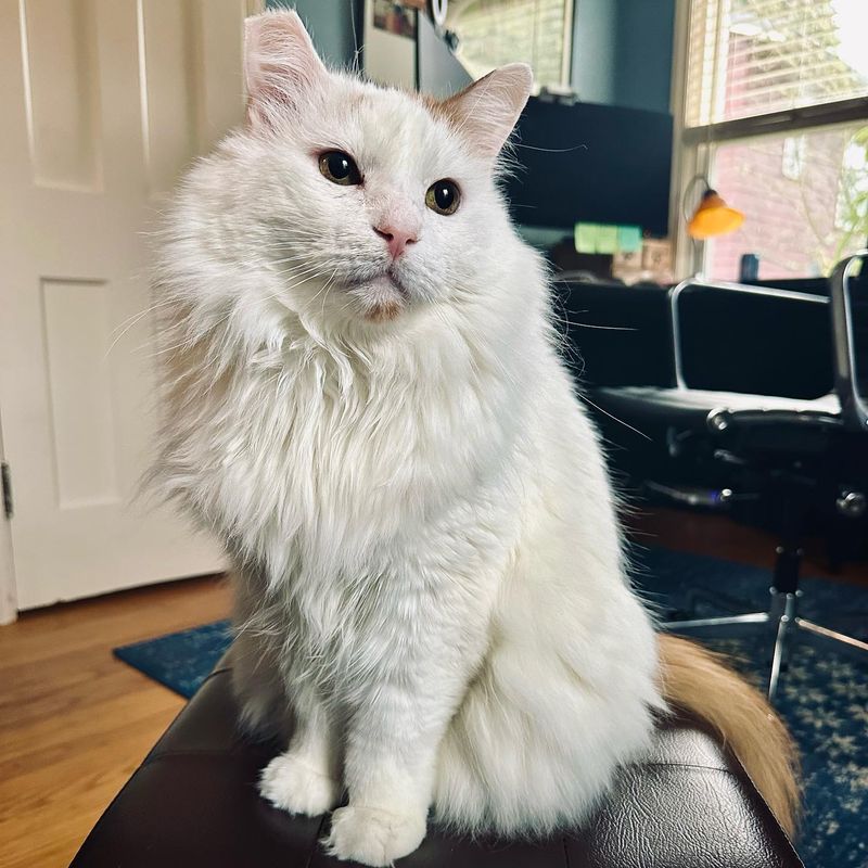 Turkish Van: Swimming Cats with Selective Affection