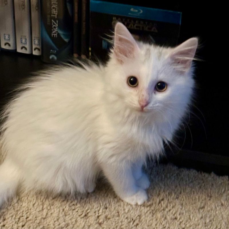 Turkish Van: Water-Loving Independents