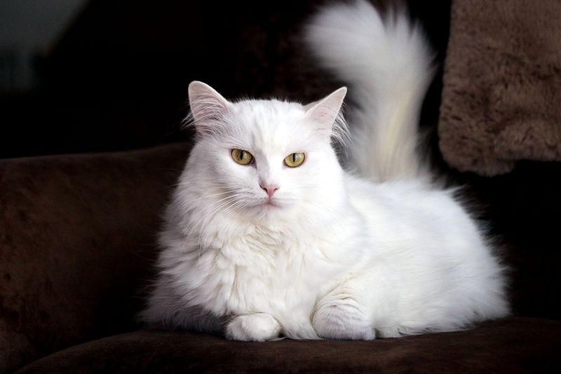 Turkish Van