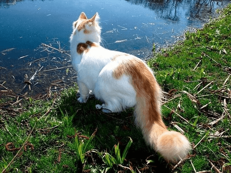 Turkish Van
