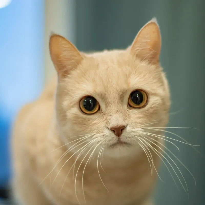 Turkish Van