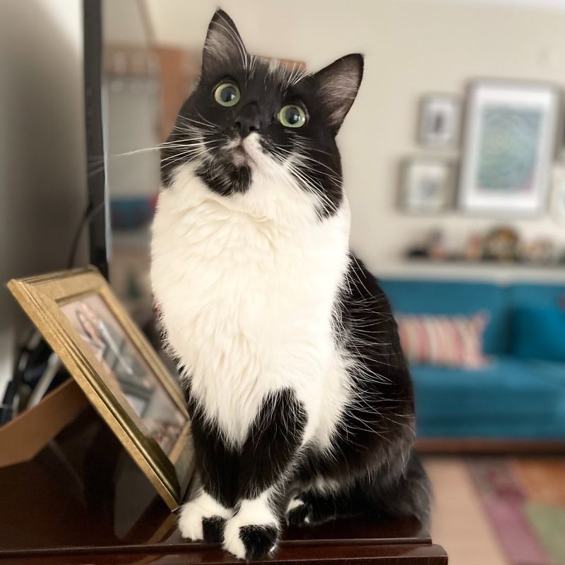 Tuxedo Cats