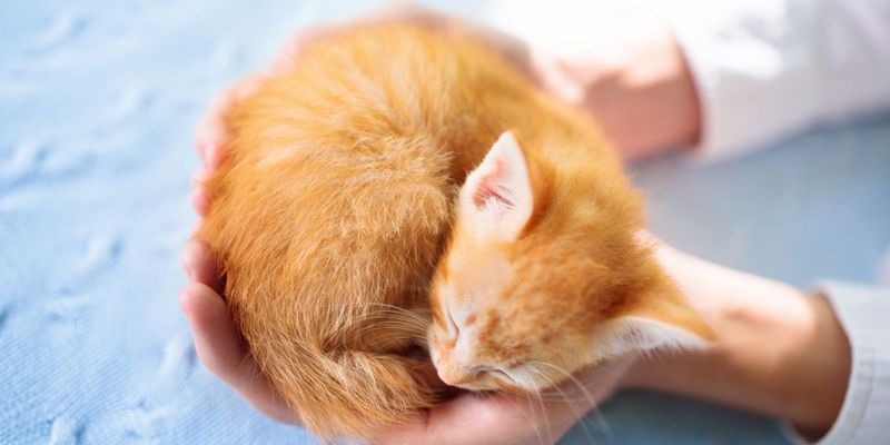 Unbreakable Human-Cat Bond Forms