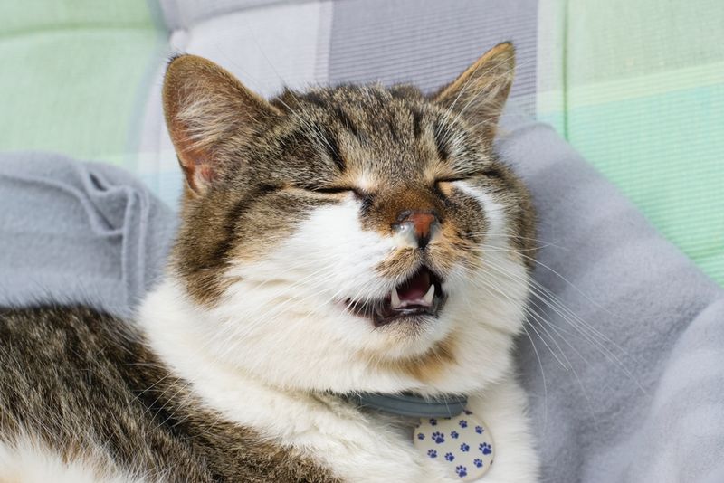 Uncharacteristic Vocalizations