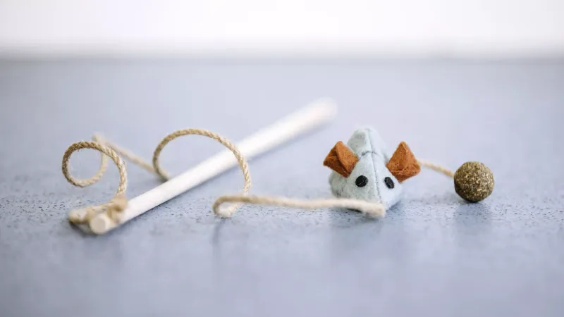 Unexplained Pet Toy Movements