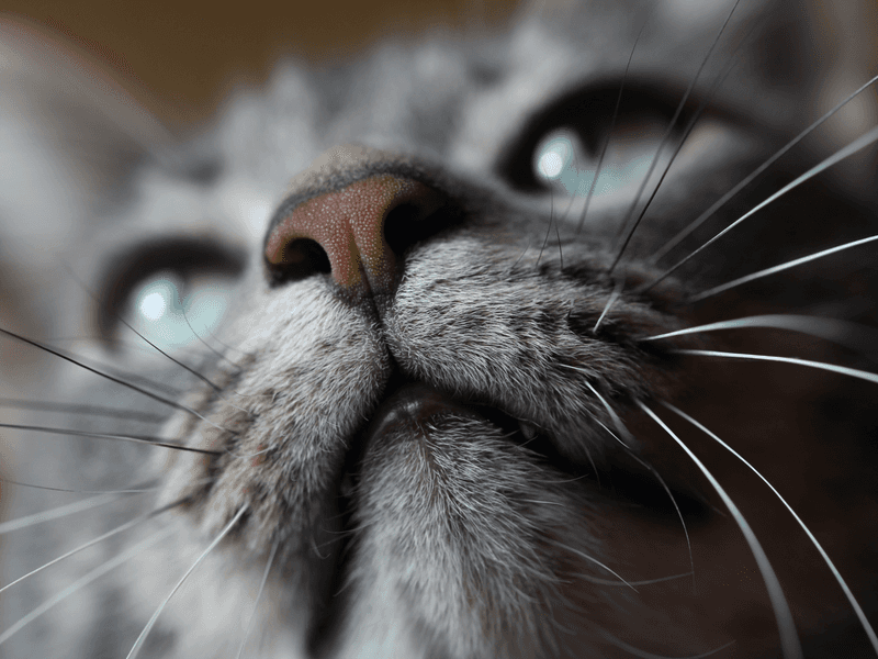 Unexplained Scents Associated With Your Cat