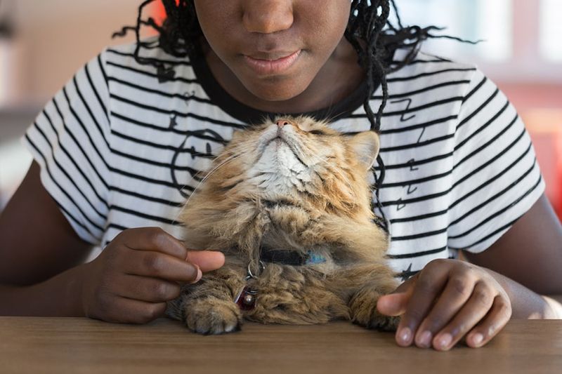 Unfamiliar People or Pets