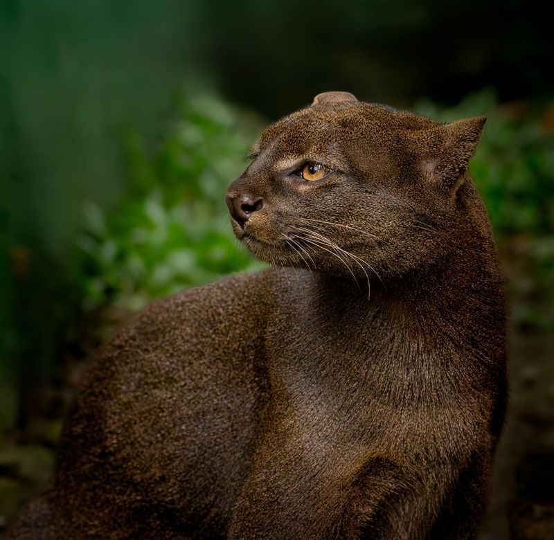 Unique Appearance That Defies Typical Cat Classification