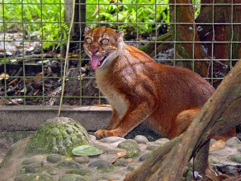 Unknown Behavior and Ecology
