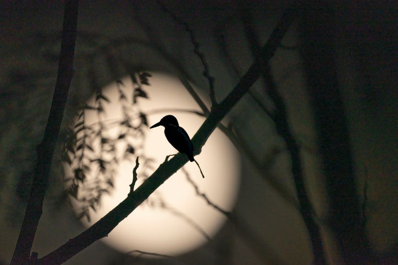 Unusual Animal Behavior or Silence