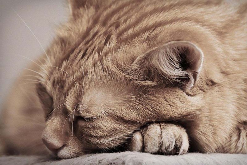 Unusual Lethargy