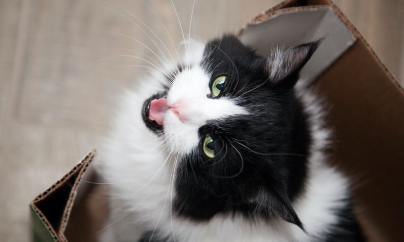 Unusual Vocalizations or Silence