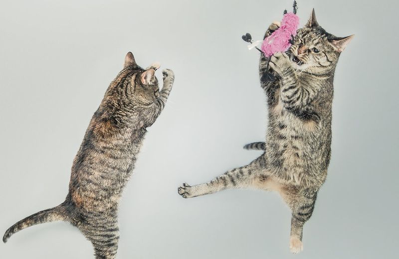 Use Cat-Friendly Toys or Objects