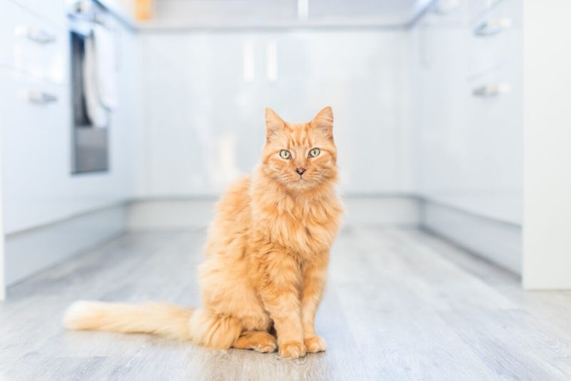 Use Cat-Safe Cleaning and Scent Products