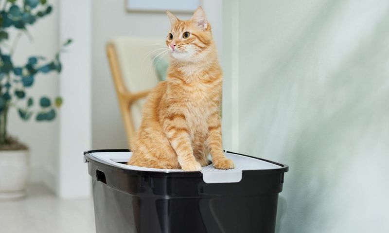 Use Covered or Top-Entry Litter Boxes