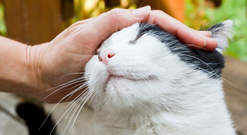 Use Feliway or Calming Pheromones
