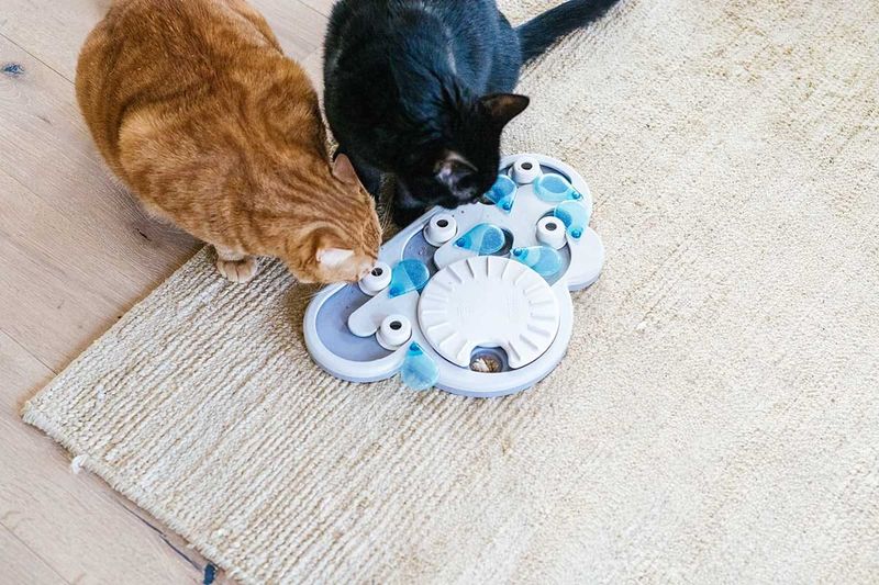Use Food Puzzles for Mealtime Enrichment