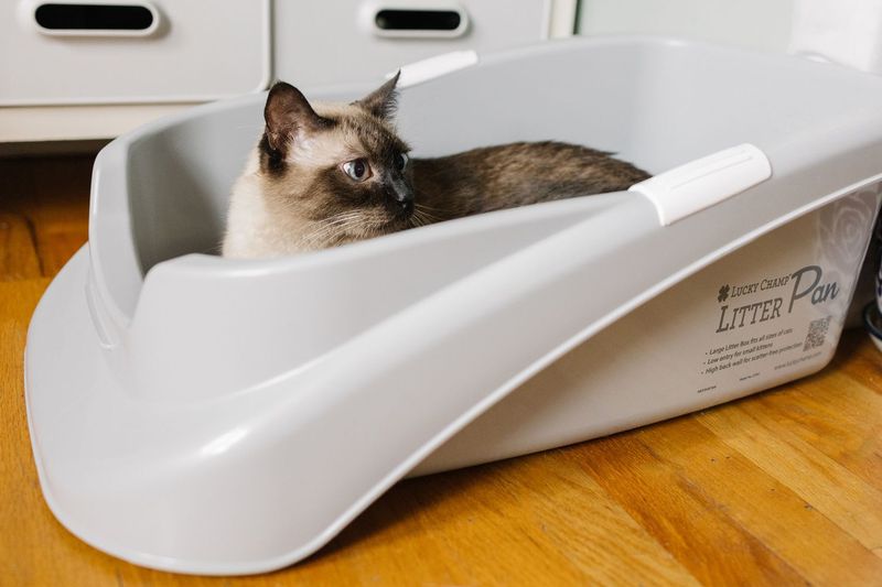 Use Low-Entry Litter Boxes
