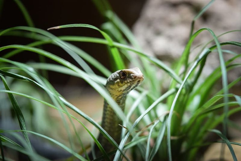 Use Snake Deterrents