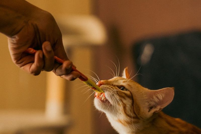 Use the Right Treats