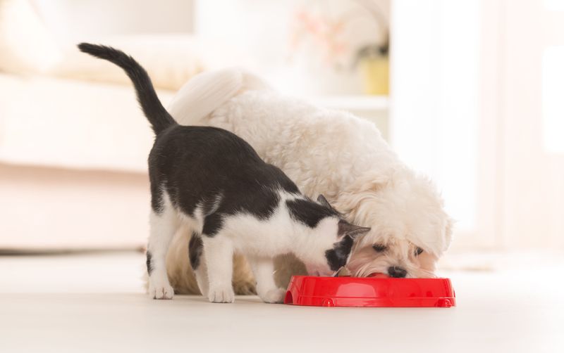 Using Dog Food as a Substitute