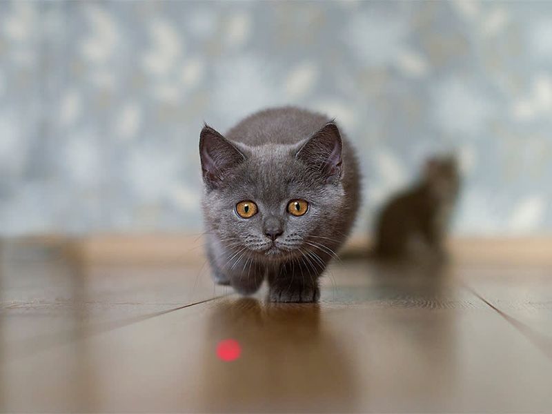 Using Laser Pointers Without a Real Toy Ending