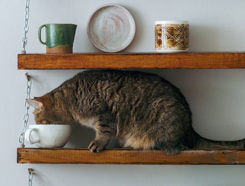 Using Strong Scents as Deterrents
