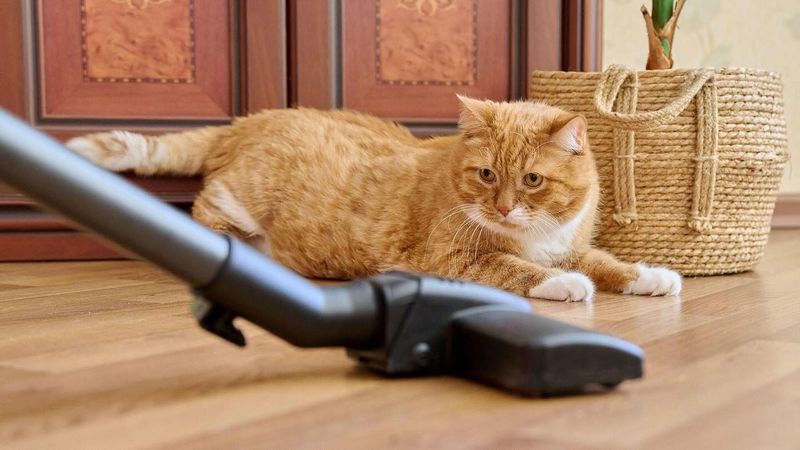 Vacuum Cleaner Terror