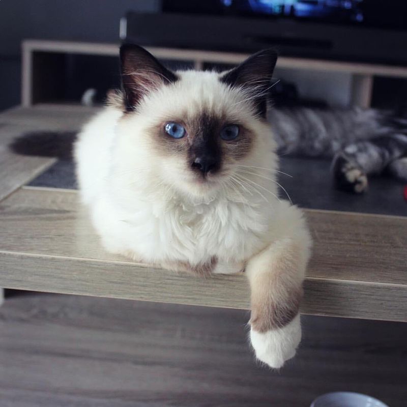 Vanishing Act: How Birmans Nearly Disappeared